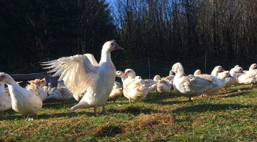 Why We Love Raising Ducks
