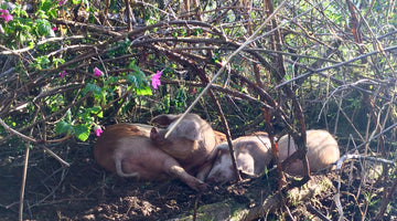 Why Forest-Raised Pork?